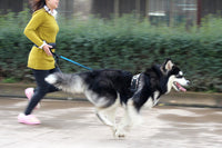 HKM-561171 Cushioned Nylon Running Dog Leash with Hands-Free Design and Adjustable Control