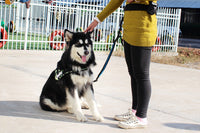 HKM-561171 Cushioned Nylon Running Dog Leash with Hands-Free Design and Adjustable Control