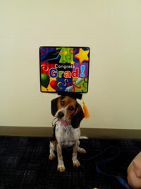 HKM-651923 Pet Graduation Cap with Yellow Tassel for Dogs - Black Cloth Design, One Size Fits All