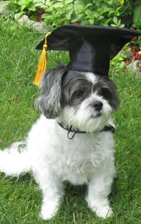 HKM-651923 Pet Graduation Cap with Yellow Tassel for Dogs - Black Cloth Design, One Size Fits All