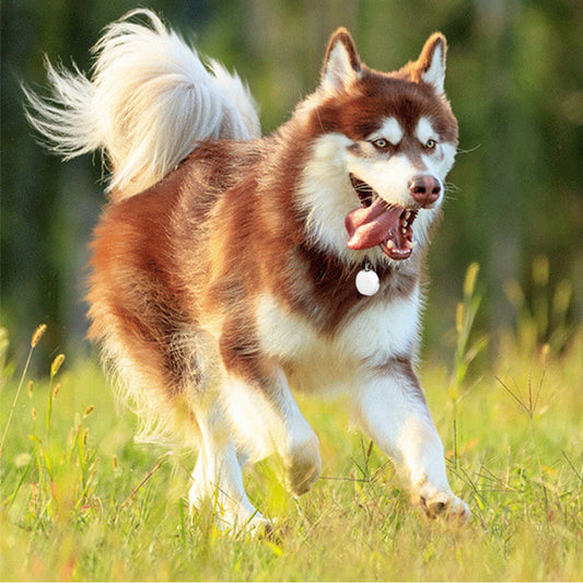 JMT-432202 Pet Mini GPS Tracker for Real-Time Location Monitoring