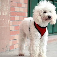 HKM-812115 Teddy Vest-Style Dog Walking Collar for Small Dogs - Red, Black, Yellow, Blue, Pink Sizes XS, S, M