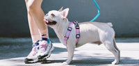 HKM-617811 Couple Style Shaped Chest Strap for Pets - Adjustable Vest Rope in Multiple Colors