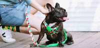 HKM-617811 Couple Style Shaped Chest Strap for Pets - Adjustable Vest Rope in Multiple Colors