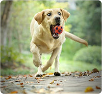 HKM-654355 Interactive Dog Ball Toy with Ring Bell for Pet Exercise and IQ Puzzle Play