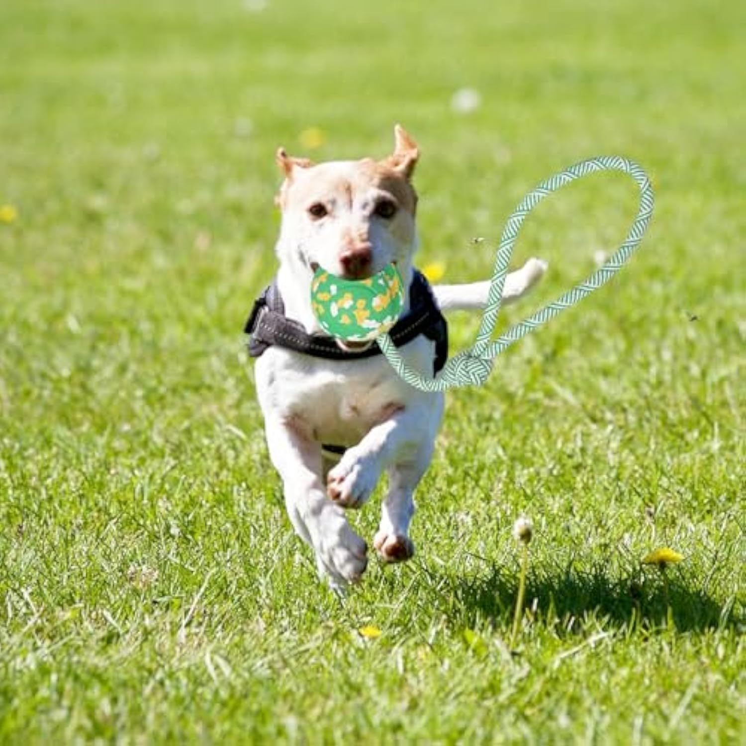 HKM-800083 Interactive Dog Ball with Rope - Natural Rubber Fetch and Tug Toy for Small and Medium Dogs