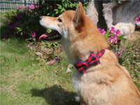 HKM-627539 British Plaid Pet Collar - Durable PU and Cloth, Adjustable Sizes S, M, L
