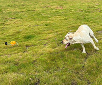 HKM-185235 Durable Pumpkin-Shaped Dog Fetch Toy with Rope for Medium to Large Dogs - Interactive Tug of War and Teeth Cleaning Toy