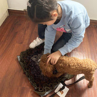 HKM-814227 Gray and Purple Pet Sniffing Mat - Cloth, 45x45cm Interactive Enrichment Toy