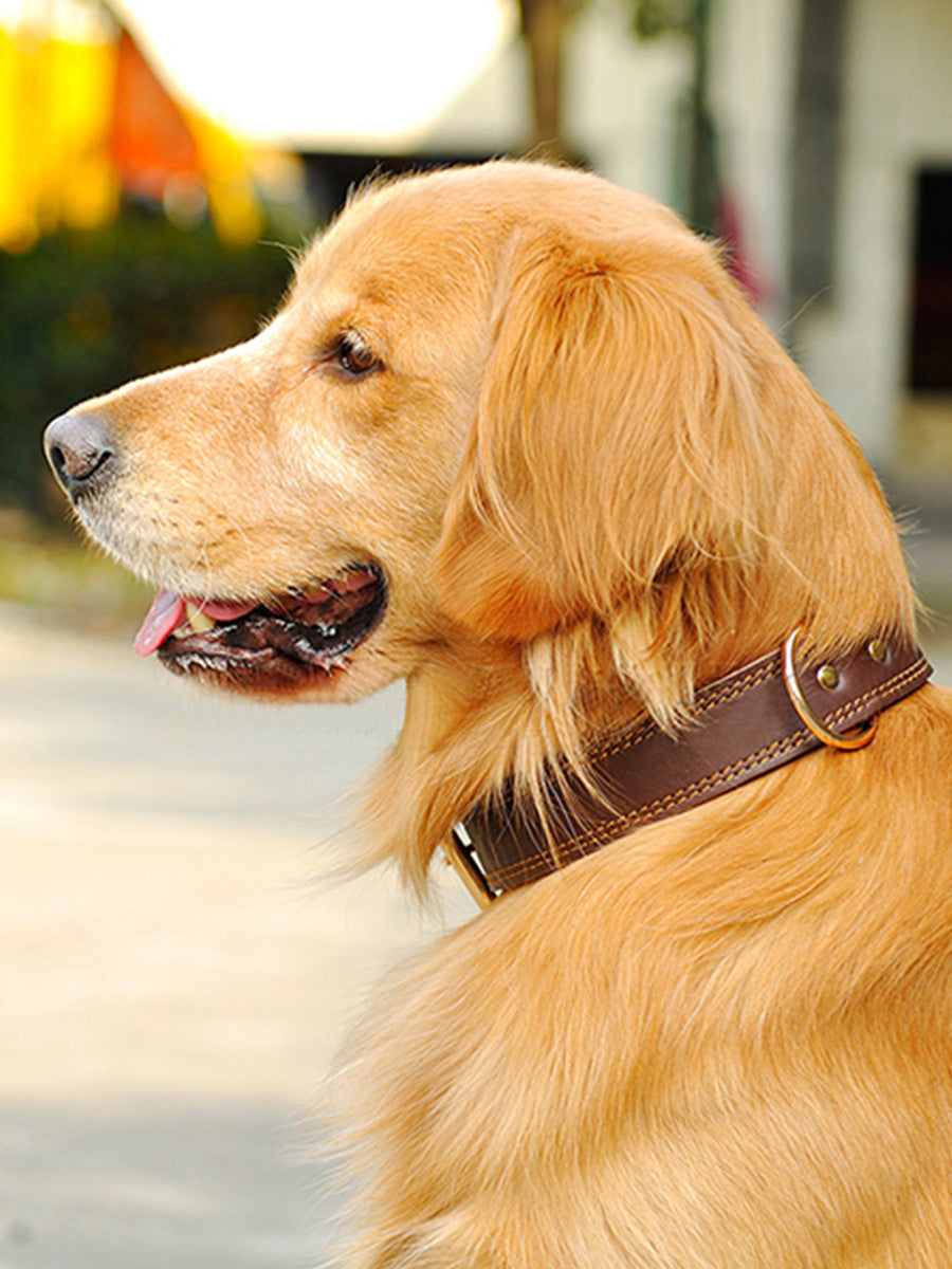 HKM-055827 Medium and Large Cowhide Dog Collar in Dark Brown, Black, and Wine Red for Huskies