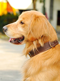 HKM-055827 Medium and Large Cowhide Dog Collar in Dark Brown, Black, and Wine Red for Huskies