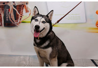 HKM-055827 Medium and Large Cowhide Dog Collar in Dark Brown, Black, and Wine Red for Huskies