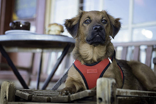HKM-354515 Reflective Mesh Dog Walking Harness with Adjustable Traction Rope - Multiple Sizes and Colors Available