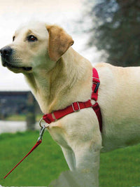 HKM-842259 Adjustable Nylon Dog Walking Collar in Black and Red - Sizes XS to XL Available