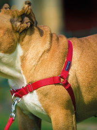 HKM-842259 Adjustable Nylon Dog Walking Collar in Black and Red - Sizes XS to XL Available
