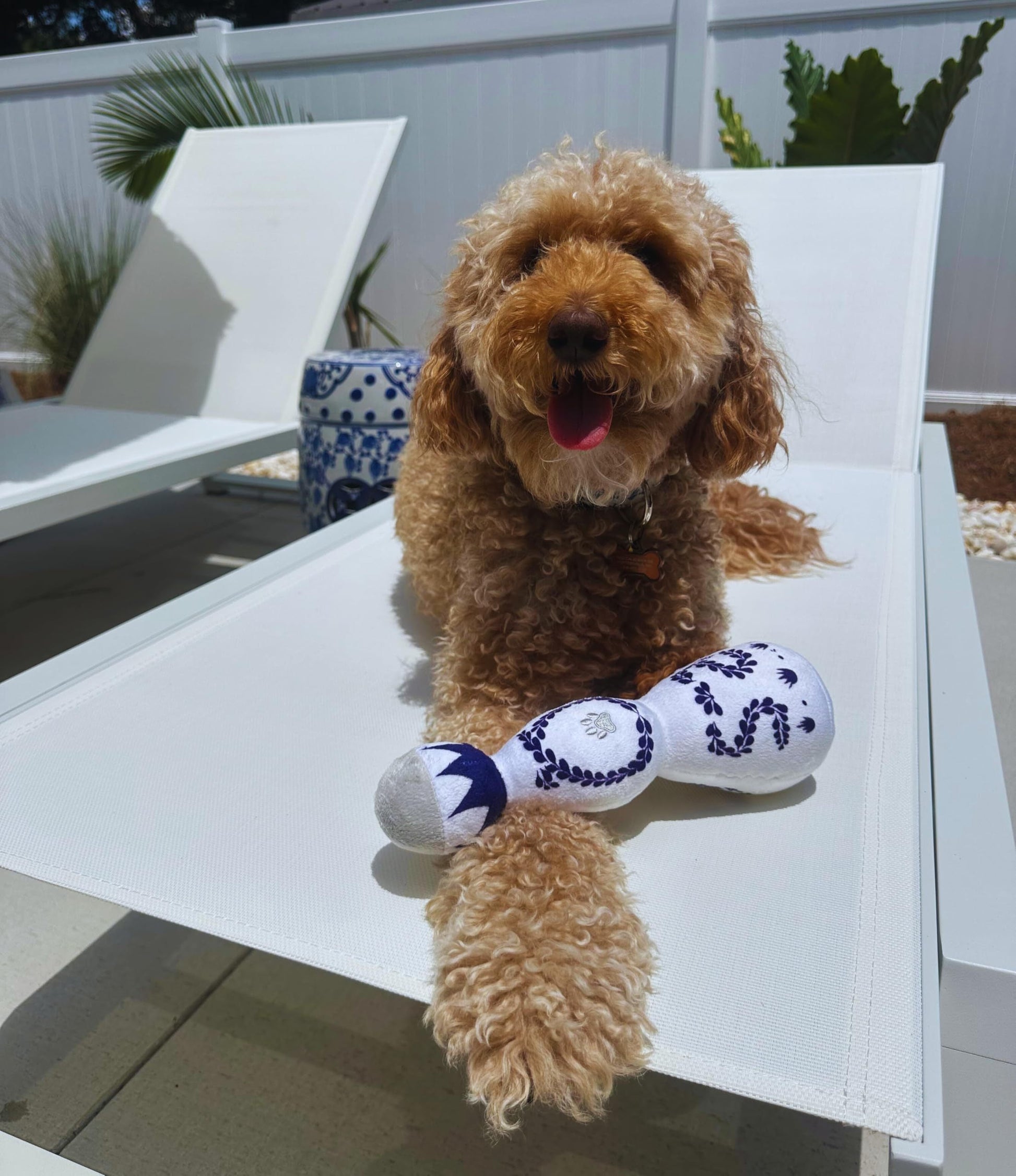 HKM-202515 Plush Tequila Bottle Dog Toy with Squeaker for Interactive Fun, All Dog Sizes