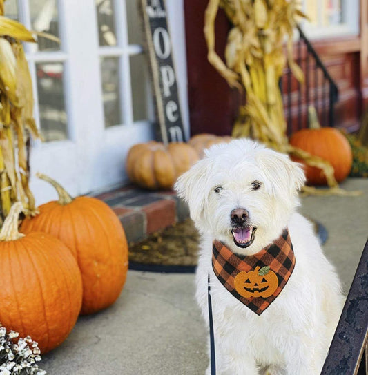 HKM-152787 Halloween Dog Bandana with Pumpkin and Skeleton Design for Pets, Fits Necks Up to 22 Inches