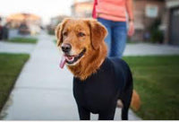 HKM-086483 All-Season Elastic Pet Apparel for Dogs and Cats in Various Colors