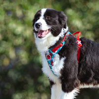 HKM-238099 Adjustable Vest-Style Chest Harness for Large Dogs - Blue-Red & Purple-Green Options