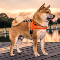 HKM-004755 Durable High-Strength Nylon Dog Chest Strap with Adjustable Leash - Available in Orange and Green