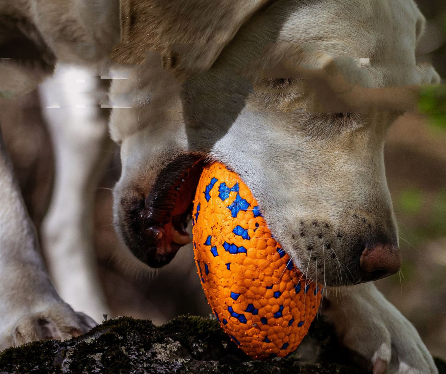 HKM-005011 Teeth-resistant Pet Dog Chewing Toy Football