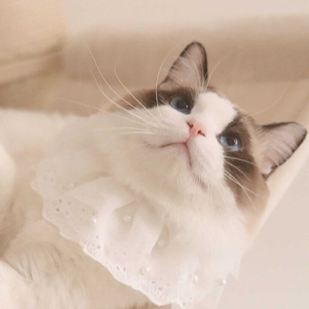 HKM-028563 Lace Edge Saliva Towel Bib for Cats and Dogs in White with Sizes XS to XL