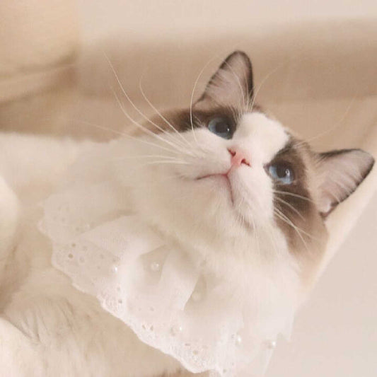 HKM-028563 Lace Edge Saliva Towel Bib for Cats and Dogs in White with Sizes XS to XL