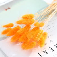 HKM-036947 Dried Flower Bouquet with Rabbit Tail Grass - Variety of Colors, 40-50CM Height, 20 Branches Each