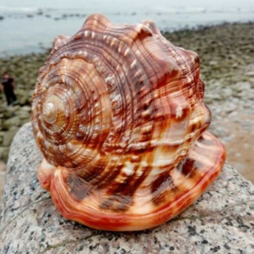 HKM-040147 Natural Wanbao Snail Conch for Landscaping and Aquarium Decor - Various Sizes Available