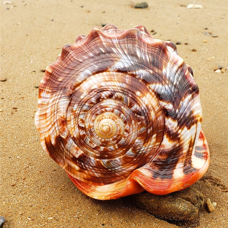 HKM-040147 Natural Wanbao Snail Conch for Landscaping and Aquarium Decor - Various Sizes Available