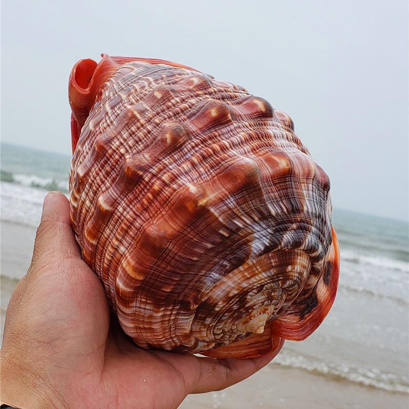 HKM-040147 Natural Wanbao Snail Conch for Landscaping and Aquarium Decor - Various Sizes Available