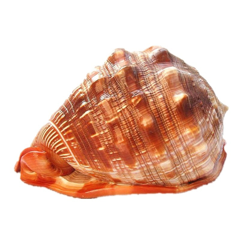 HKM-040147 Natural Wanbao Snail Conch for Landscaping and Aquarium Decor - Various Sizes Available