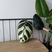 HKM-040595 Viridiplantae Cactus Decorative Pillow - Plant and Flower Patterns, Double-Sided Design, Various Sizes