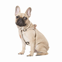 HKM-062227 Comfortable Cotton Dog Leash with Leather Strap – Light Blue and Beige, Soft for All Seasons