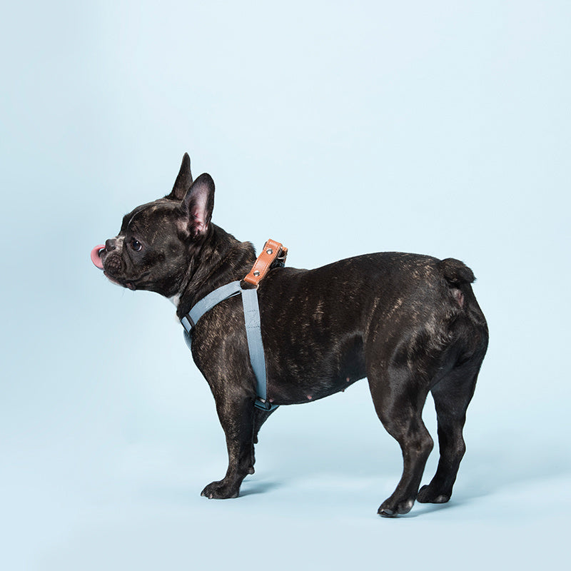 HKM-062227 Comfortable Cotton Dog Leash with Leather Strap – Light Blue and Beige, Soft for All Seasons