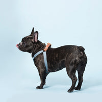 HKM-062227 Comfortable Cotton Dog Leash with Leather Strap – Light Blue and Beige, Soft for All Seasons