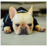 HKM-063635 Cozy Cotton Dog Sweater for Autumn and Winter in Black - Casual Style, Multiple Sizes Available