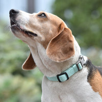 HKM-086099 Adjustable Neoprene Padded Dog Collar with Side-Release Buckle and D-Ring, 1 in Wide