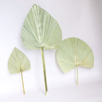 HKM-093651 Natural Dried Brown Palm Leaf for Home Decor - Large Size, 40-45cm Length, Various Styles Available
