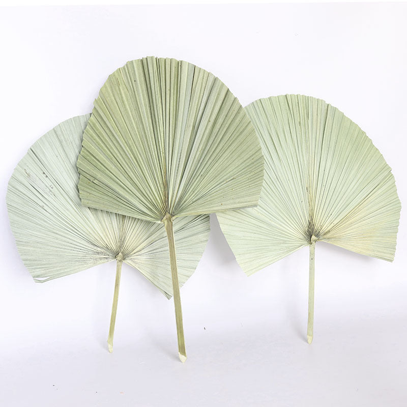 HKM-093651 Natural Dried Brown Palm Leaf for Home Decor - Large Size, 40-45cm Length, Various Styles Available