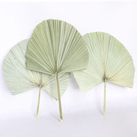 HKM-093651 Natural Dried Brown Palm Leaf for Home Decor - Large Size, 40-45cm Length, Various Styles Available