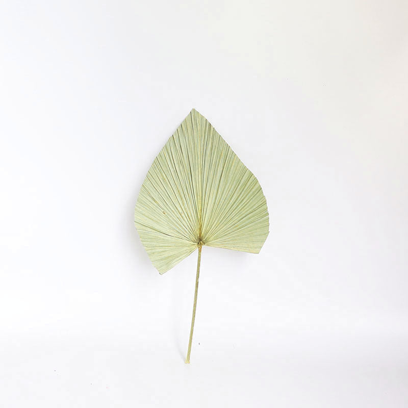HKM-093651 Natural Dried Brown Palm Leaf for Home Decor - Large Size, 40-45cm Length, Various Styles Available