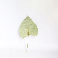 HKM-093651 Natural Dried Brown Palm Leaf for Home Decor - Large Size, 40-45cm Length, Various Styles Available