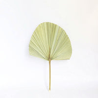 HKM-093651 Natural Dried Brown Palm Leaf for Home Decor - Large Size, 40-45cm Length, Various Styles Available