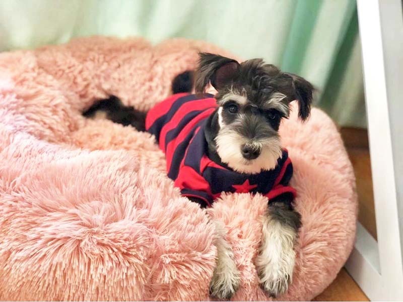 HKM-100883 Thick Plush Round Deep Sleep Cat Nest for Cozy Autumn and Winter Comfort