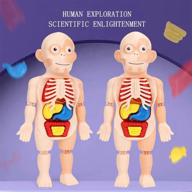 HKM-125267 Human Anatomy Organs Model Educational Toy for Kids - Interactive 3D Assembled Learning Tool