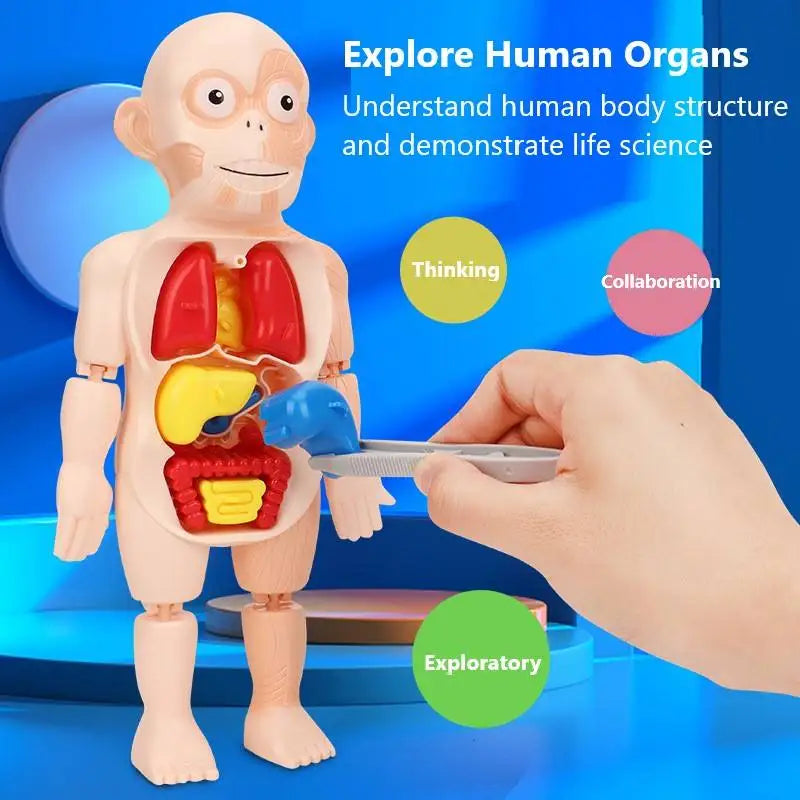 HKM-125267 Human Anatomy Organs Model Educational Toy for Kids - Interactive 3D Assembled Learning Tool