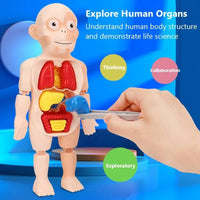 HKM-125267 Human Anatomy Organs Model Educational Toy for Kids - Interactive 3D Assembled Learning Tool