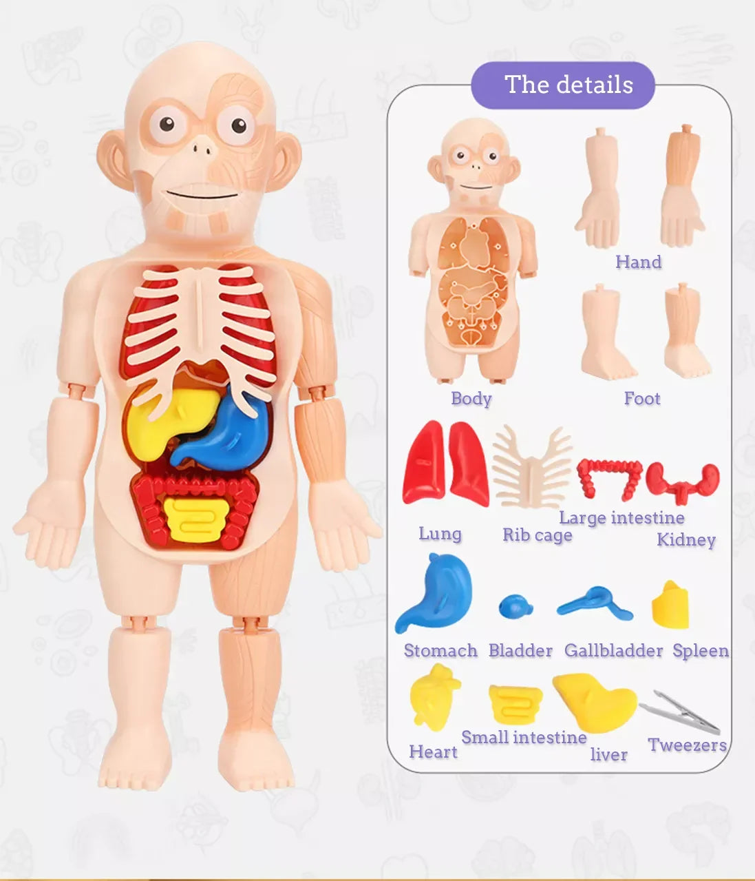 HKM-125267 Human Anatomy Organs Model Educational Toy for Kids - Interactive 3D Assembled Learning Tool