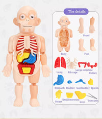 HKM-125267 Human Anatomy Organs Model Educational Toy for Kids - Interactive 3D Assembled Learning Tool